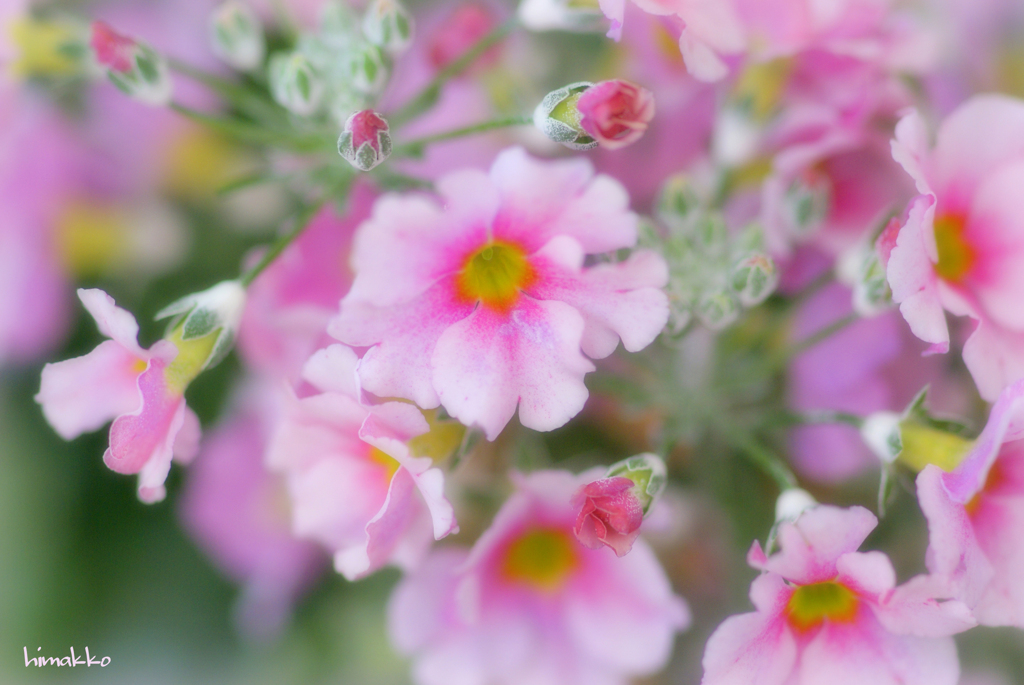 桜草