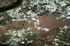 夜の桜✿