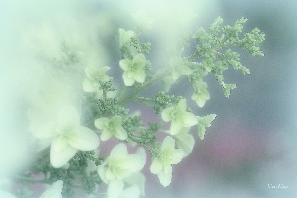 柏葉紫陽花