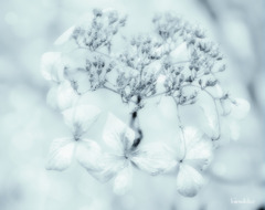 雪の白さに染まる花