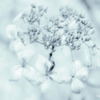 雪の白さに染まる花