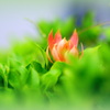 お花のような葉っぱ