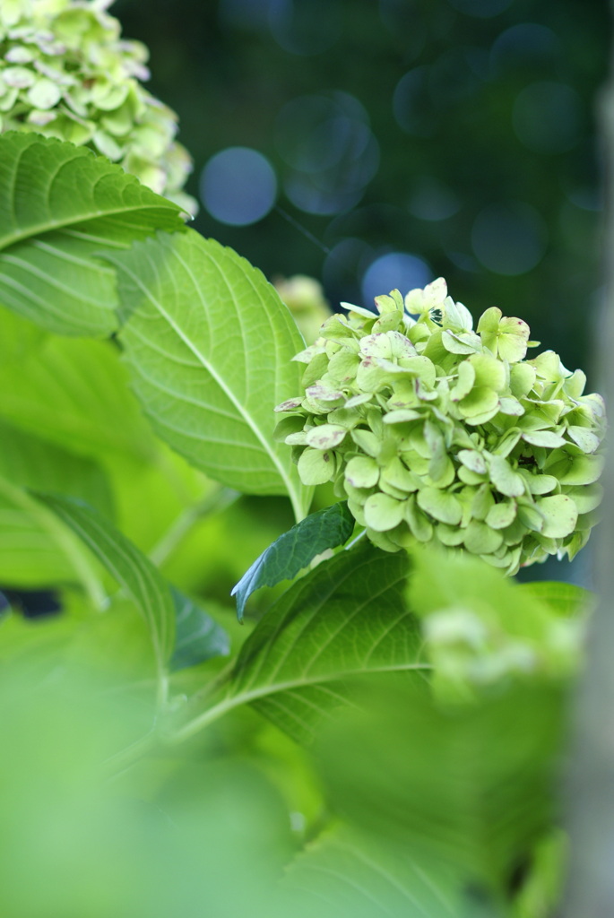 ９月の紫陽花(2020）