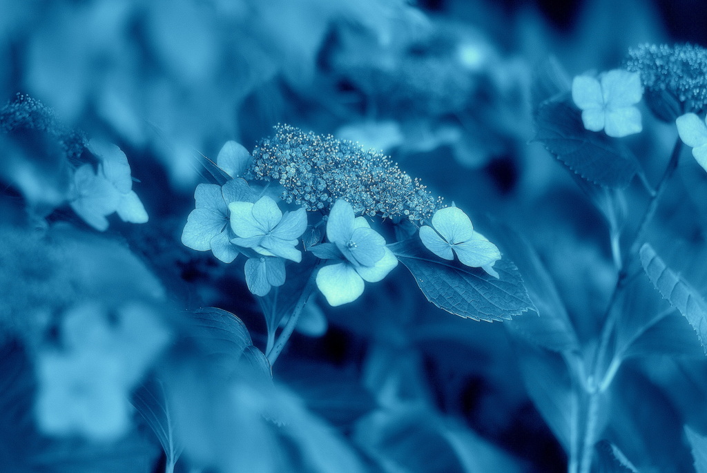 紫陽花