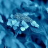 紫陽花