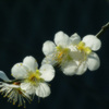 花簪