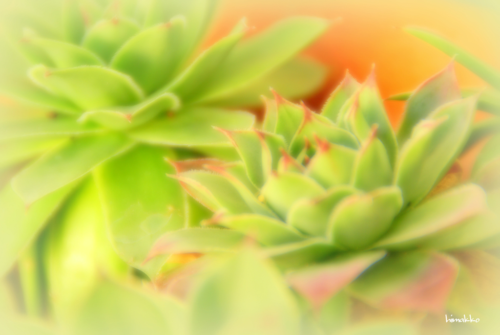 お花のように＾＾ 