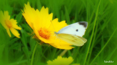 黄色いお花と蝶々さん