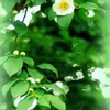 夏椿
