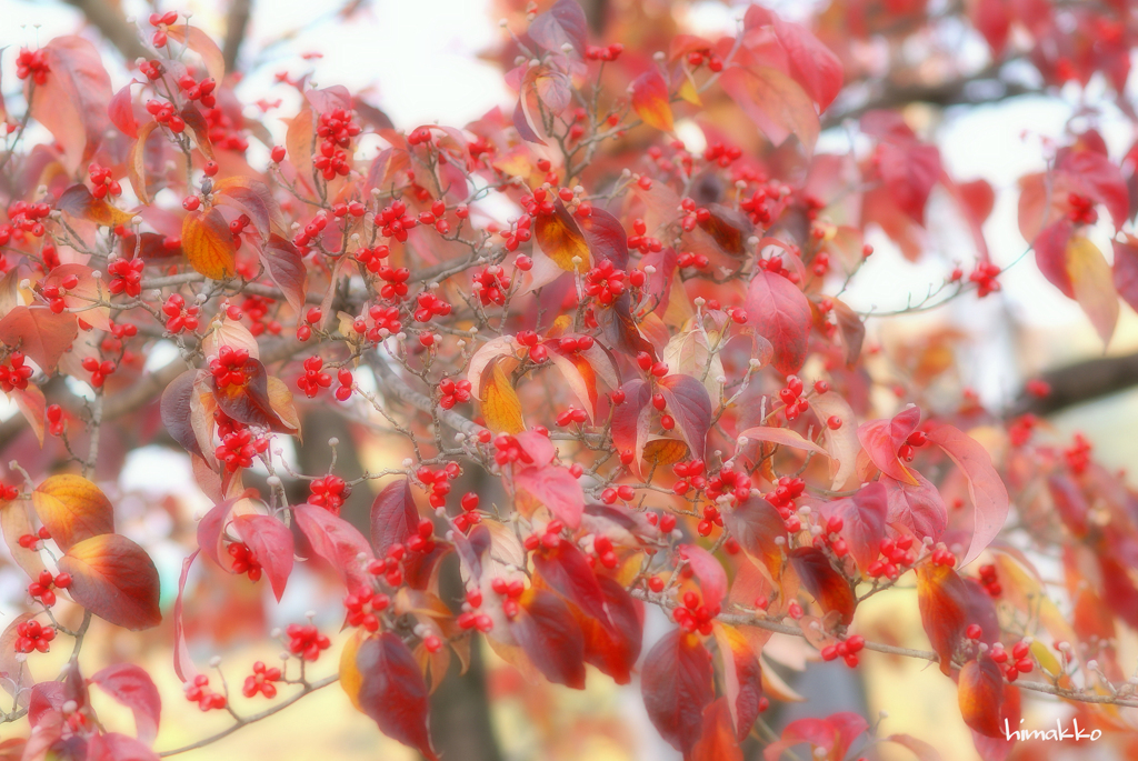 紅葉