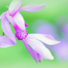 美しい姿（花言葉）