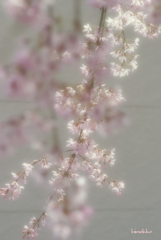 枝垂れ桜✿✿✿