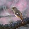 花✿見鳥