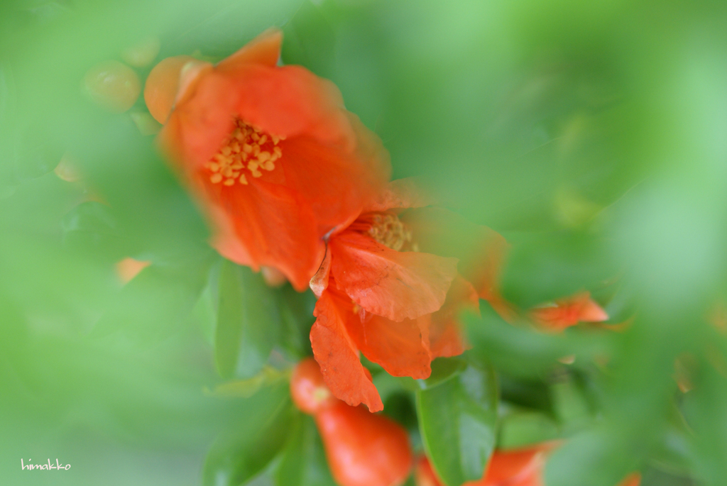 柘榴のお花