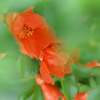 柘榴のお花
