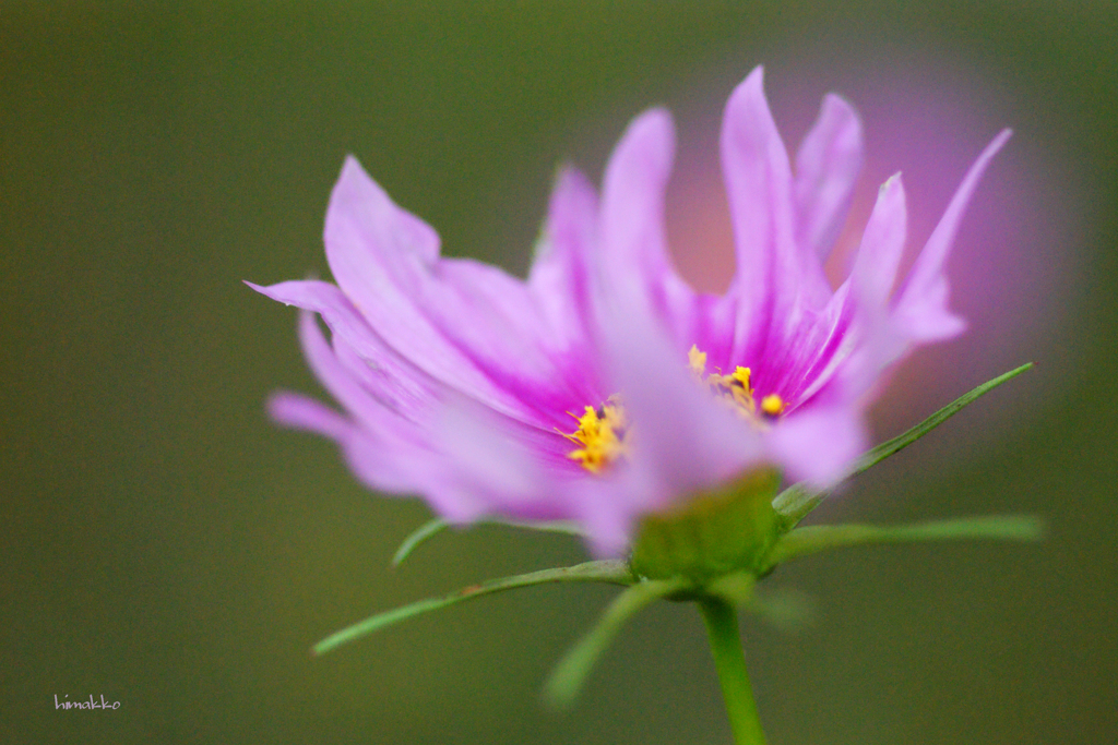 ^^この花びら可愛い～♪