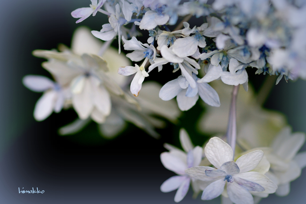 8月の紫陽花