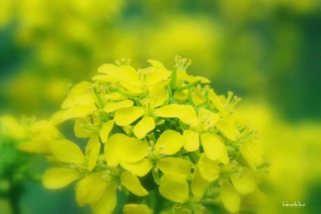 菜の花 