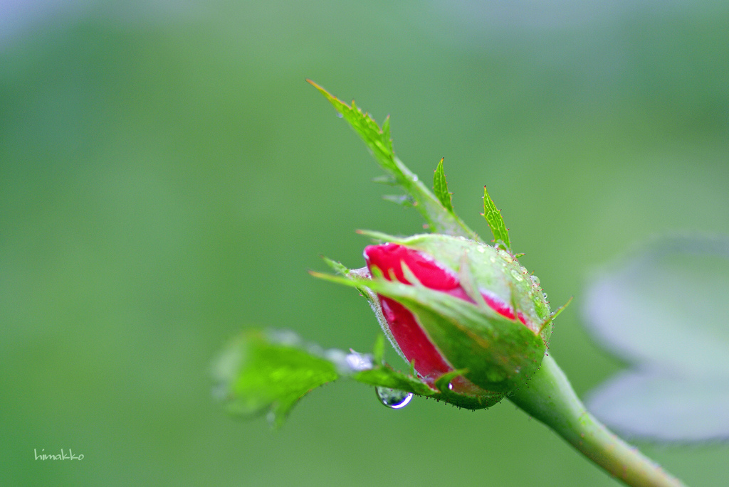 雨☂降り 、ヽ｀、ヽ｀ヽ、｀ヽ、