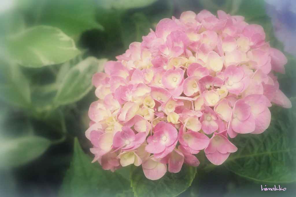 ピンクの紫陽花＾＾
