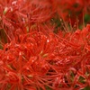 曼珠沙華