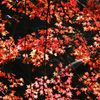 綺麗だった紅葉。。。