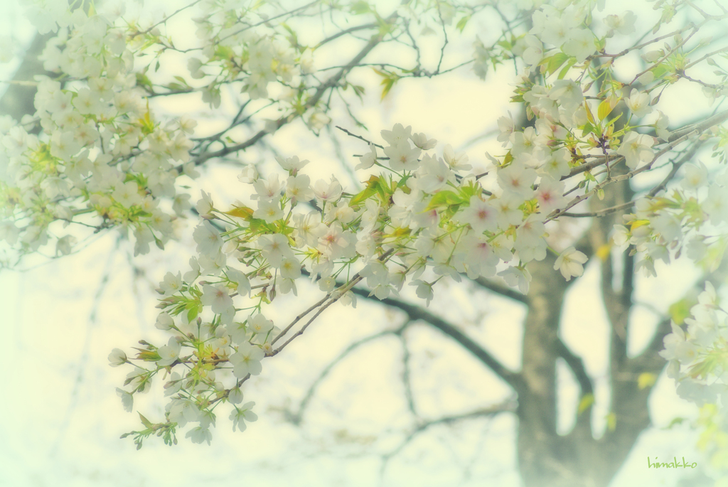 桜✿
