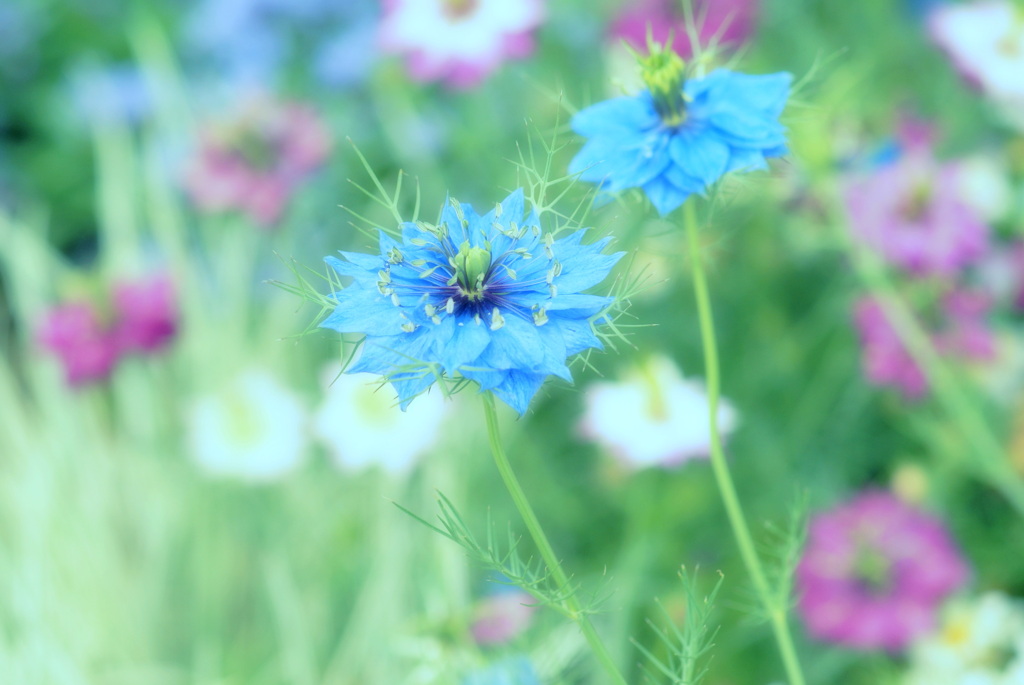 梅雨の晴れ間に