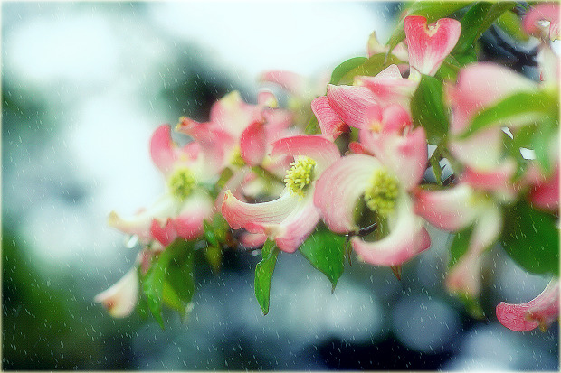 春雨 .