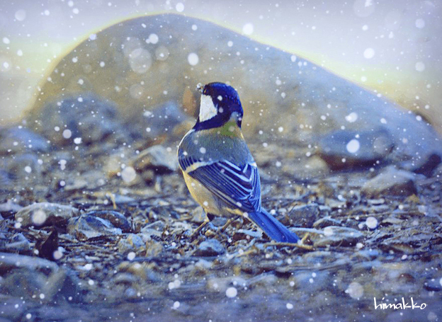 見上げれば雪 ｡ﾟ※ﾟ｡ﾟﾟ｡ﾟ※｡