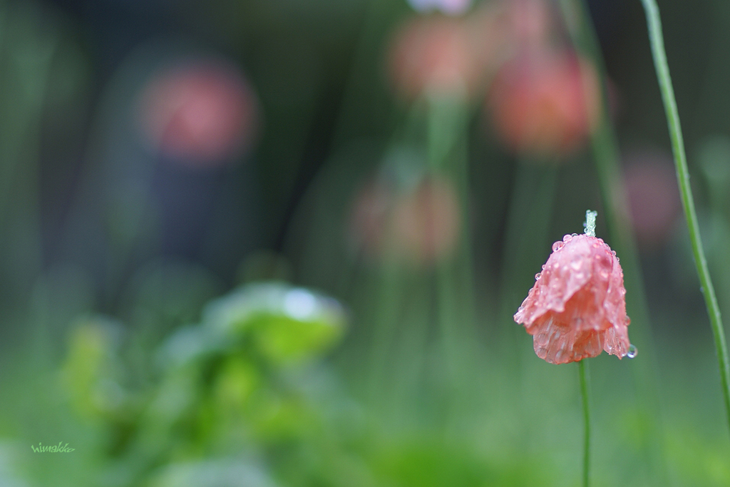 小雨そぼ降る