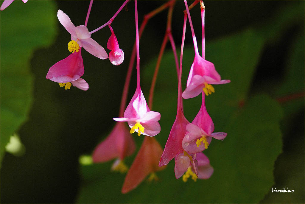 花風鈴