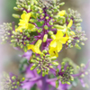 葉牡丹のお花