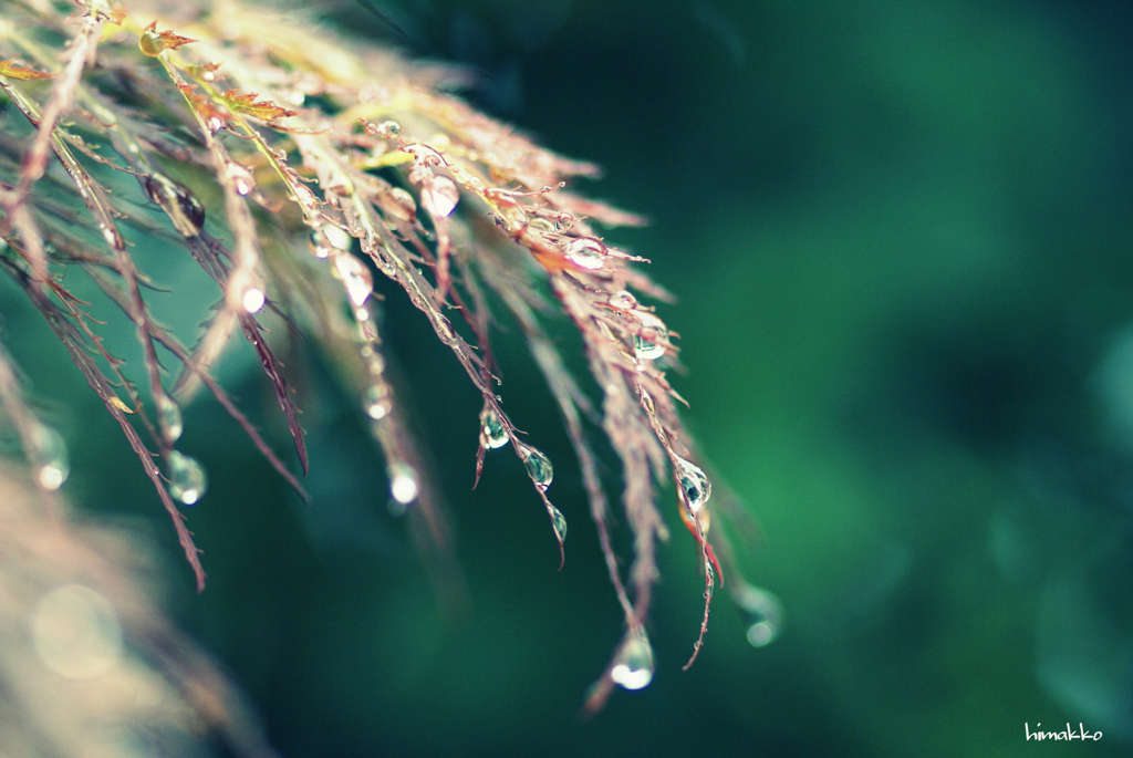 雨上がり