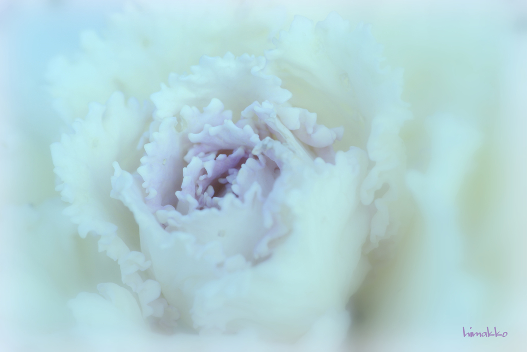 薔薇のお花になりたかった葉牡丹