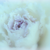 薔薇のお花になりたかった葉牡丹