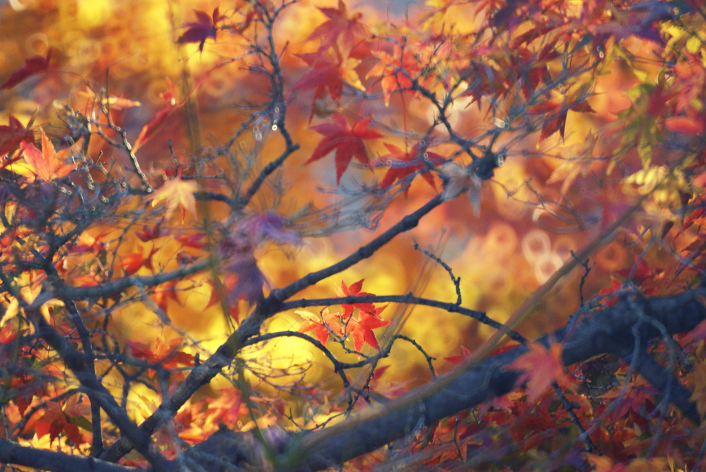 ごちゃごちゃ紅葉(^▽^;) 