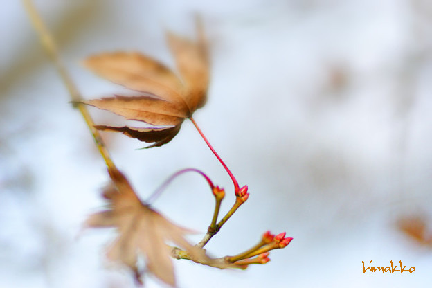 朽ちて芽吹いて小ちゃな赤い芽一つ二つ