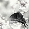 何年か前に会いましたね～