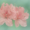 雨霞