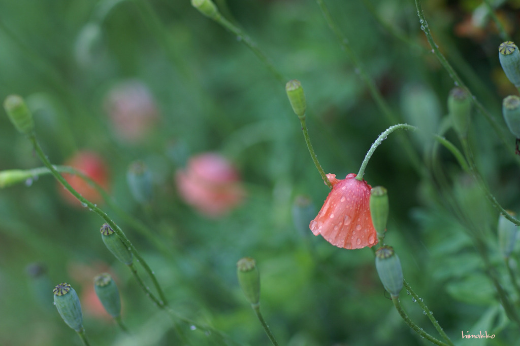 しとしと雨、ヽ｀、ヽ｀个c(ﾟ∀ﾟ∩)｀ヽ、｀ヽ、の日
