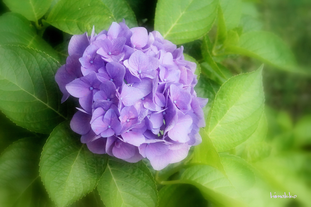 雨の日の紫陽花