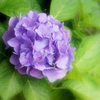 雨の日の紫陽花