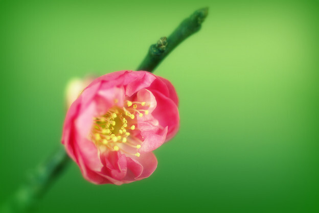 紅姫様♪～