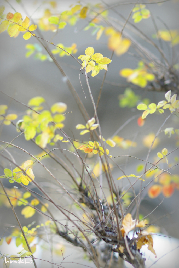 控えめな紅葉
