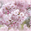 しだれ桜✿