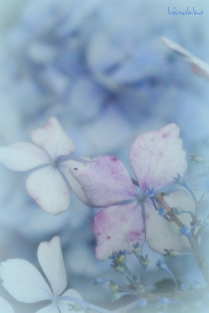 雨が似合う紫陽花も時には悲しみブルー