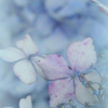 雨が似合う紫陽花も時には悲しみブルー