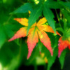 一枚半の紅葉 