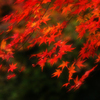 秋の風に乗って